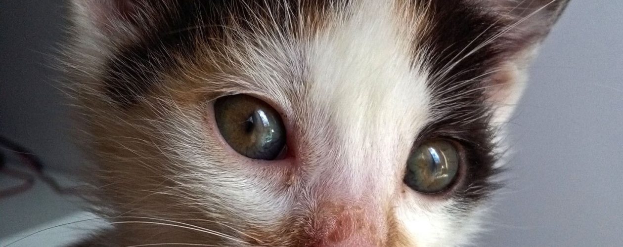 Poznajcie zwierzaki twórców &#8211; Kitlerka, najmłodszy kotek Cahirki